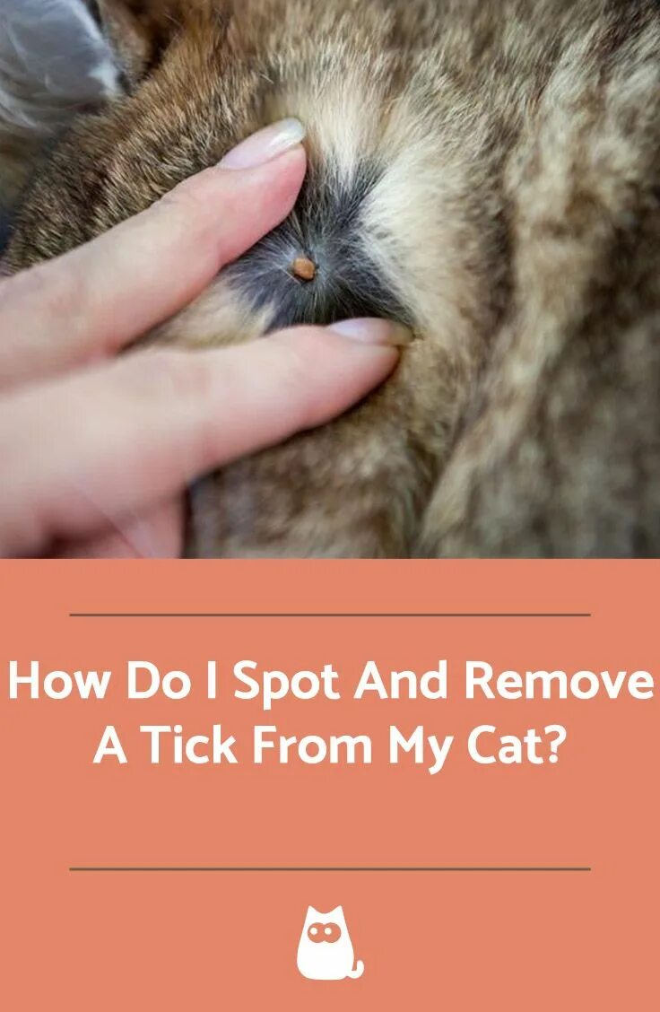 Клещ у кота фото How Do I Spot And Remove A Tick From My Cat Ticks on cats, Cat illnesses, Cat ca