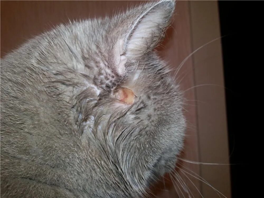 Клещ у кота симптомы и лечение фото Кожные болезни кошек: симптомы и лечение, фото