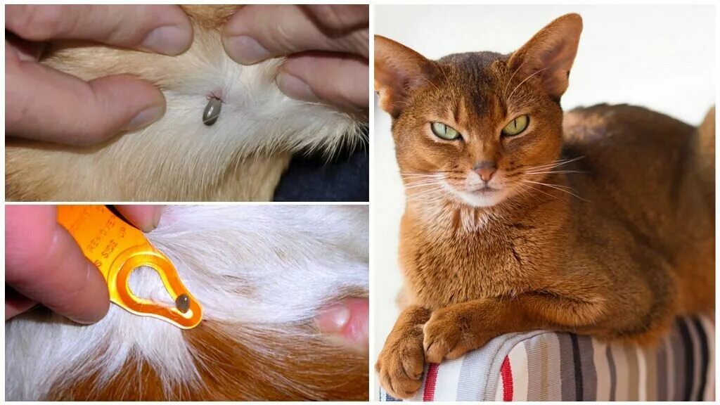 Клещ у кота симптомы и лечение фото Клещи у кошек Смешные кошки Дзен