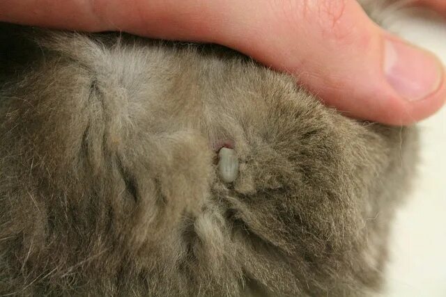 Клещ у кота симптомы и лечение фото Protect Your Pets from Ticks This Spring! - Emtec Pest Control