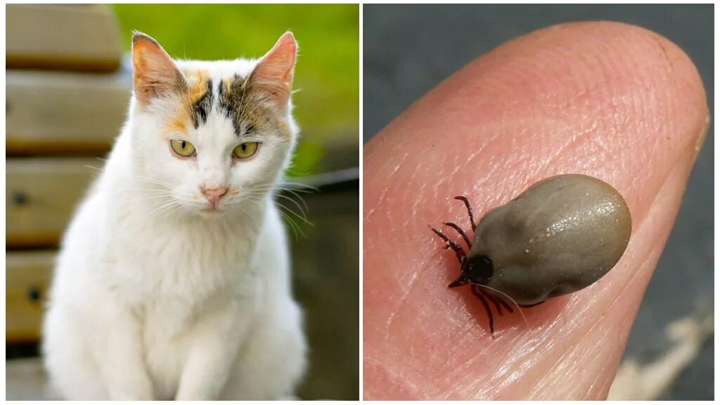 Клещ у кота симптомы и лечение фото Кота укусил клещ - что делать, симптомы и последствия
