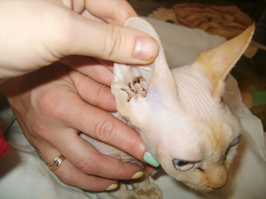 Клещ у кота симптомы и лечение фото Ушной клещ у кошек лечение и советы ветеринарная клиника - Ветмастер