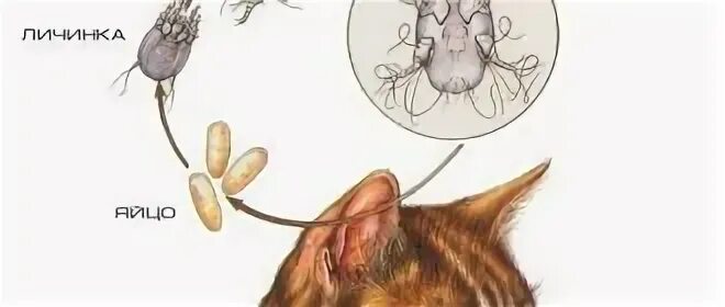 Клещ у кота симптомы и лечение фото Ticks