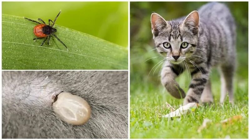 Клещ у кота симптомы и лечение фото Как защитить питомца от клещей расскажем в статье ветклиники "Живаго"