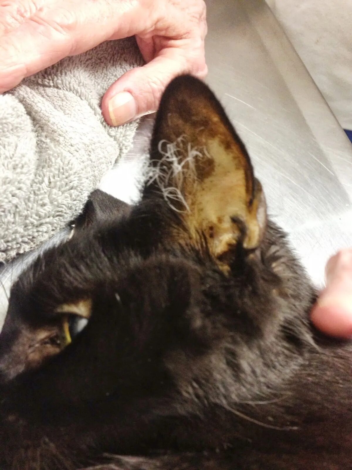 Клещ у кота симптомы и лечение фото Cat Jaundice Treatment on Sale www.baikalcinema.ru