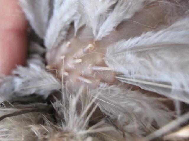 Клещ у кур фото Please help me identify what is causing feather loss (pics) BackYard Chickens - 