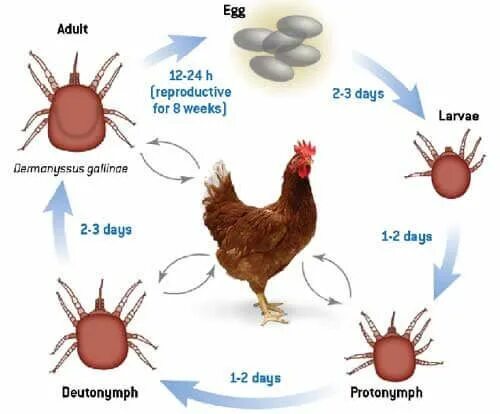 Клещ у кур фото Клещи у кур несушек и бройлеров. Larvae
