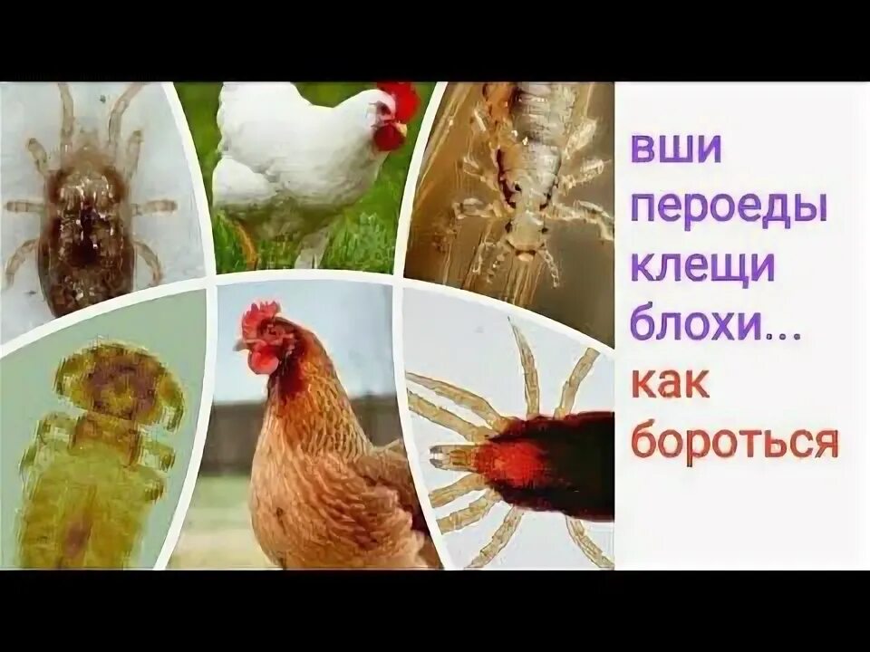 Клещ у кур фото Красный куриный клещ, вши, блохи... и как с ними бороться... Разведение кур, Дом