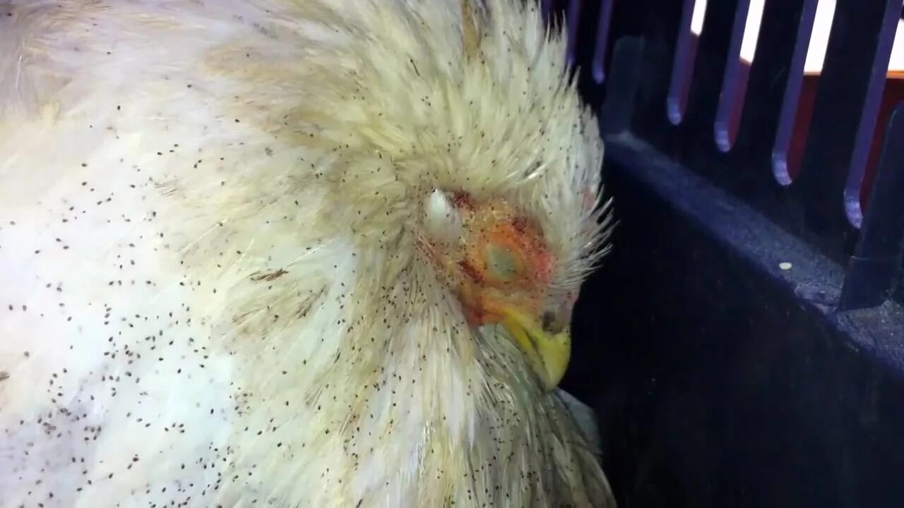 Клещ у кур фото Bellbowrie Vet - Bird Mites on a Chicken - YouTube