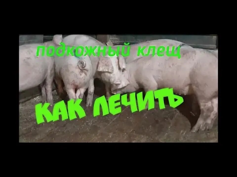 Клещ у свиней фото Подкожный клещ у поросят лечение - YouTube