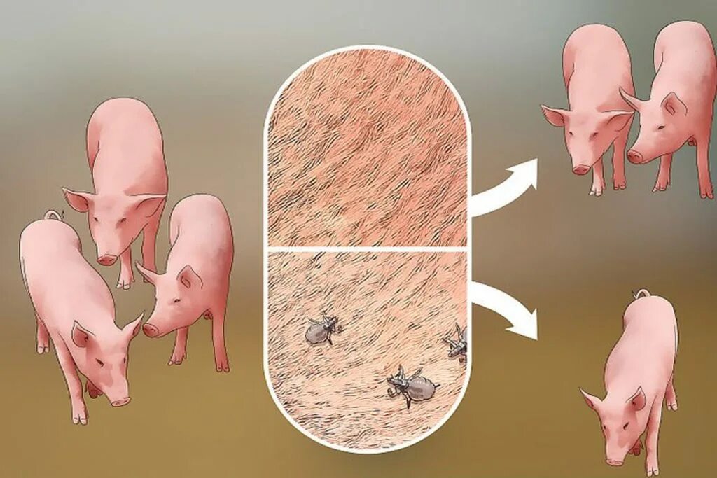 Клещ у свиней фото ❶ Вши у свиней: диагноз, лечение, профилактика Ветеринарная служба
