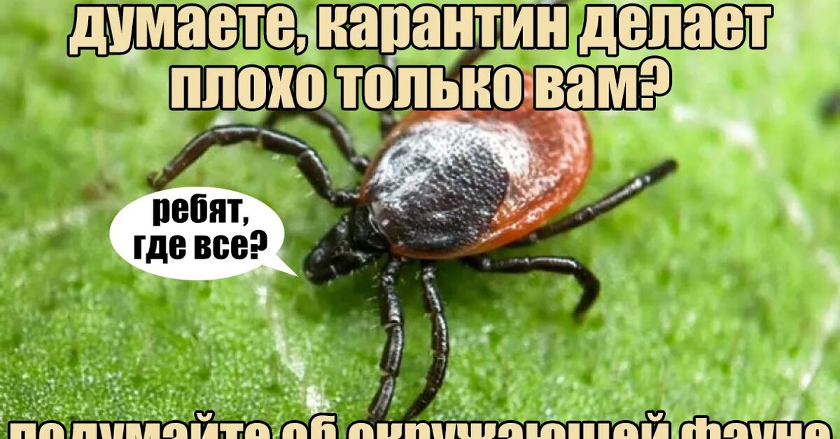 Клещ валера фото А как же клещи? Пикабу