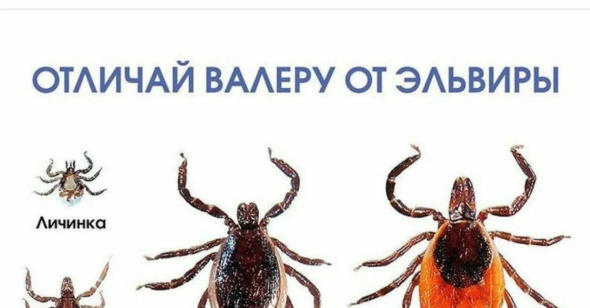 Клещ валера фото Клещ Пикабу