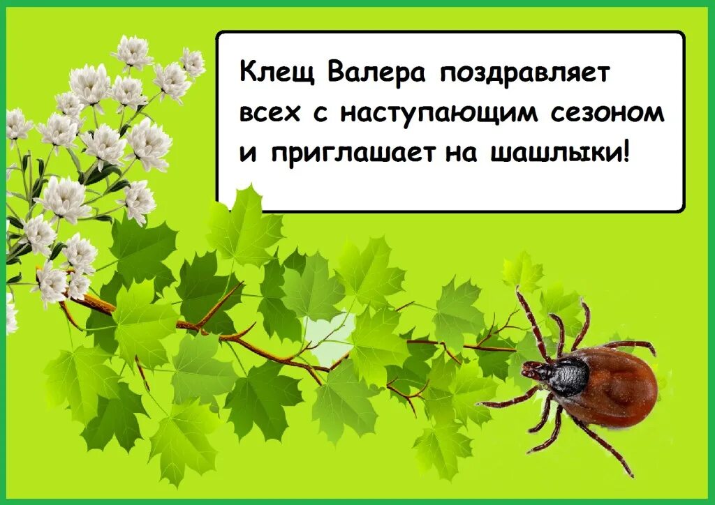 Клещ валера фото Сезон клещей открыт: как они попадают на людей, и как от них защититься О животн