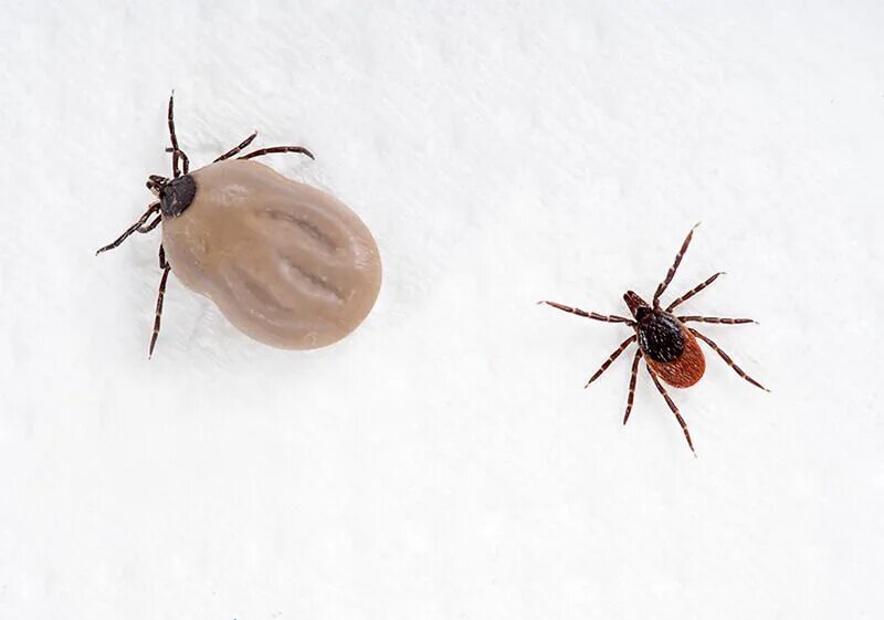 Клещ варова фото Pest Alert: Ticks and Lyme Disease Ticks, Lawn pests, Mosquito