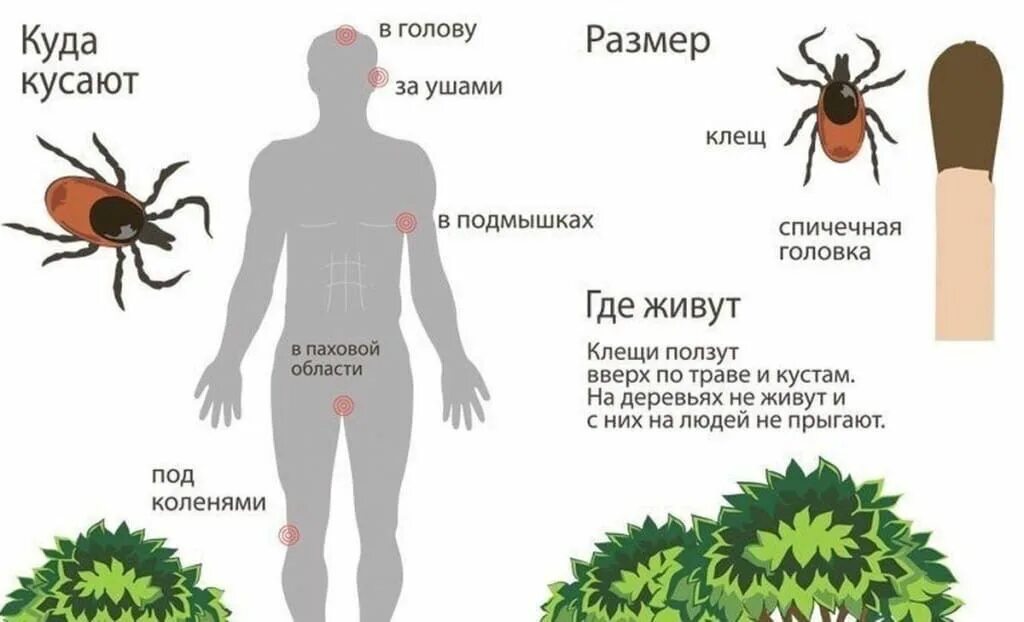 Клещевой укус как выглядит Памятки "Осторожно, клещи!" - Официальный сайт МБОУ ЛИЦЕЙ № 6Официальный сайт МБ