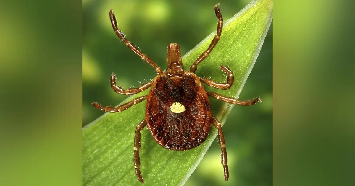 Клещи 2024 фото CDC: Emerging tick-bite allergy poses concern for public and clinical health