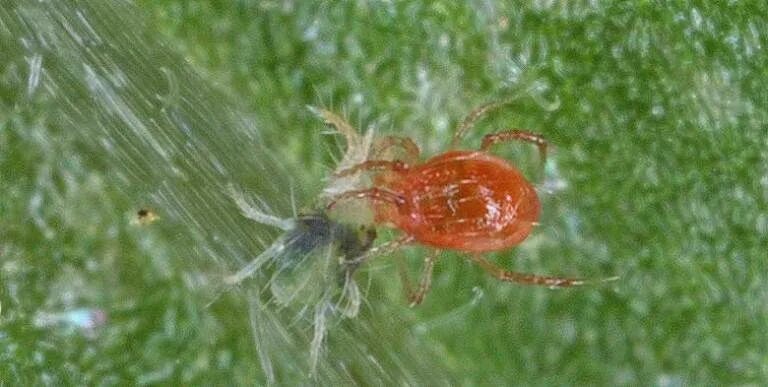 Клещи хищные фото Complete Guide to Spider Mites - Pest Prophet Blog Spider mites, Mites, Pests