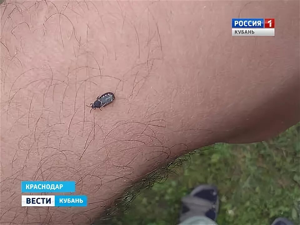 Клещи краснодарский край виды фото Энцефалитный клещ в краснодарском крае - найдено 89 картинок