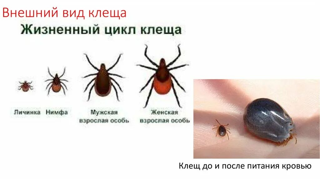 Клещи краснодарский край виды фото Типы клещей