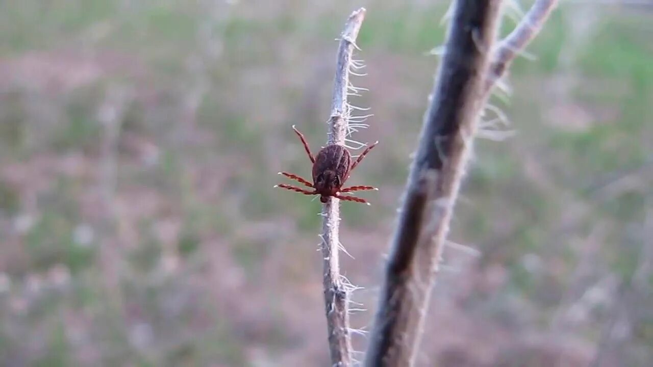 Клещи на деревьях фото In Omsk parks checked quality of processing against pincers Society Seldon News