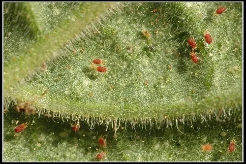 Клещи на домашних растениях фото How to Control Aphids on Indoor House Plants Spider mites, Plant pests, Plant pr