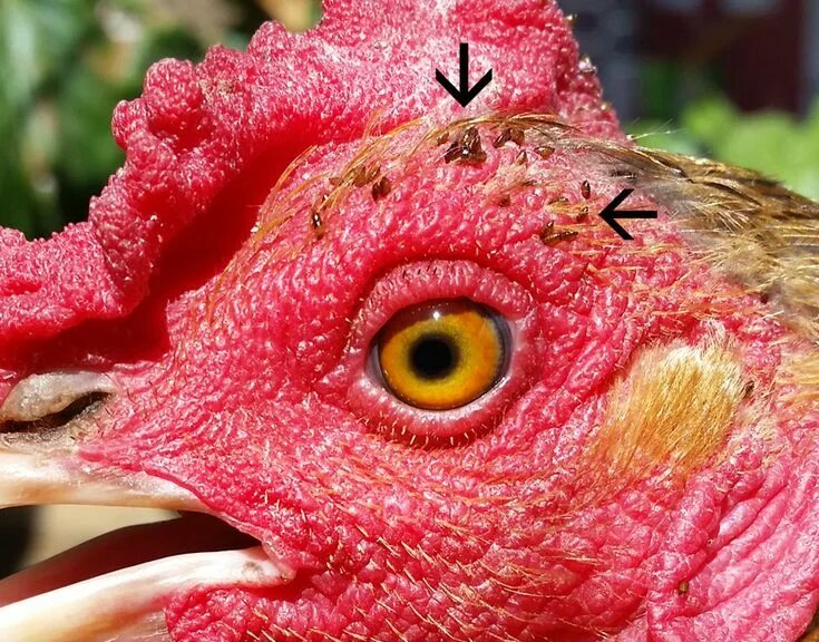 Клещи на курах как выглядит Fowl Play: Diverse Parasites Infest Backyard Chickens Poulets de basse-cour, Pou