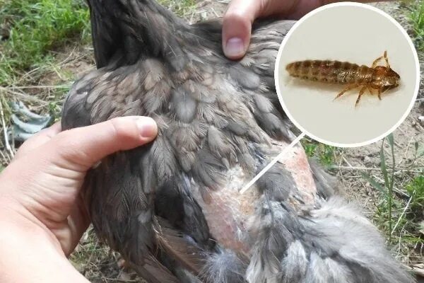 Клещи на курах как выглядит Как вывести паразитов у кур и домашней птицы с помощью Энтомозана, как разводить