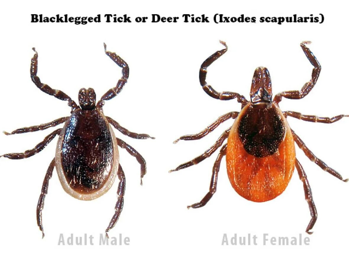 Клещи на курах как выглядит Lyme infection rate is 40 per cent in blacklegged ticks in parts of N.S., says r