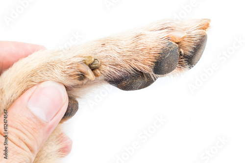 Клещи на лапе фото Closeup many ticks on foot dog, selective focus, pet healthy concept фотография 