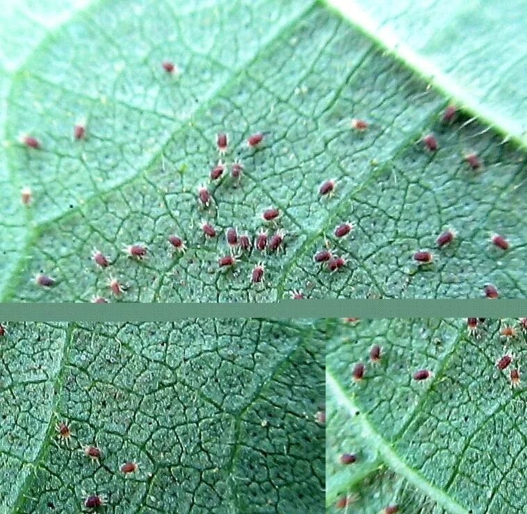 Клещи на растениях фото spider-mites