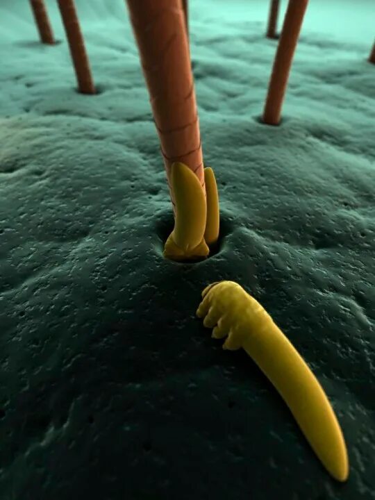Клещи на ресницах человека фото Hundreds of microscopic 'spiders' are on your face right now Metro News