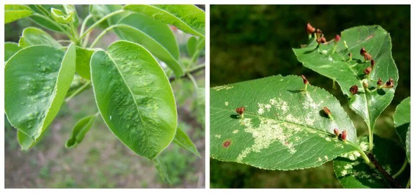 Клещи на сливе фото Признаки галлового клеща на груше Plant leaves, Garden, Plants