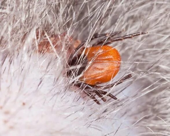 Клещи на животных фото Animales que se alimentan de sangre Garrapatas, Salud de las mascotas, Gatos