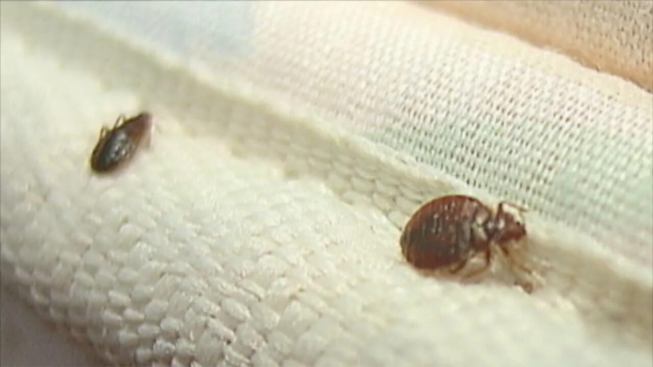 Клещи постельные фото в подушке Some parents alarmed over bed bug letter in Lackawanna - YouTube