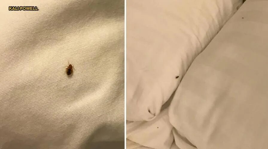 Клещи постельные фото в подушке After bedbug invasion at Hawaii airport, what to know and how to recognize the n
