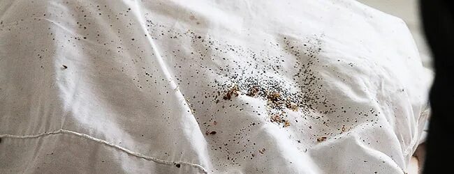 Клещи постельные фото в подушке Gare héroïque dose caca de puce de lit Suis prêt Ironique Gooey