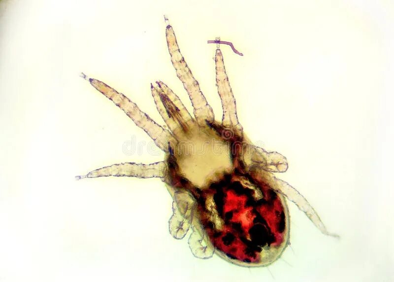 Клещи птичьи как выглядят The Red Poultry Mite - Dermanyssus Gallinae Stock Illustration - Illustration of