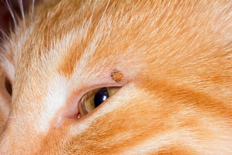 Клещи у кошек фото Mite Stuck in the Eyelid of a Red Cat Stock Image - Image of eyelid, head: 12825