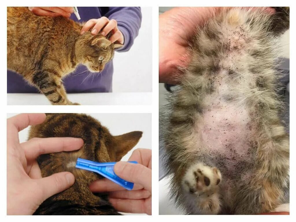 Клещи у кошек лечение фото Профилактика и лечение блох и клещей у кошек - PipCat.ru