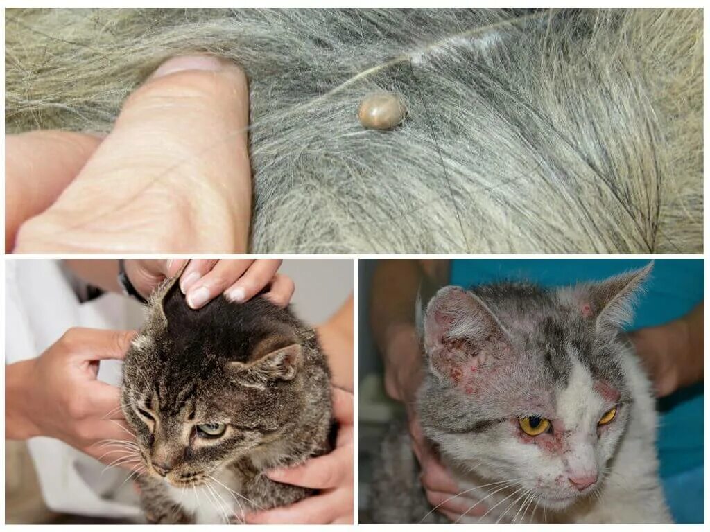 Клещи у кошек лечение фото Кот или кошка чешется до болячек на шее, но блох нет