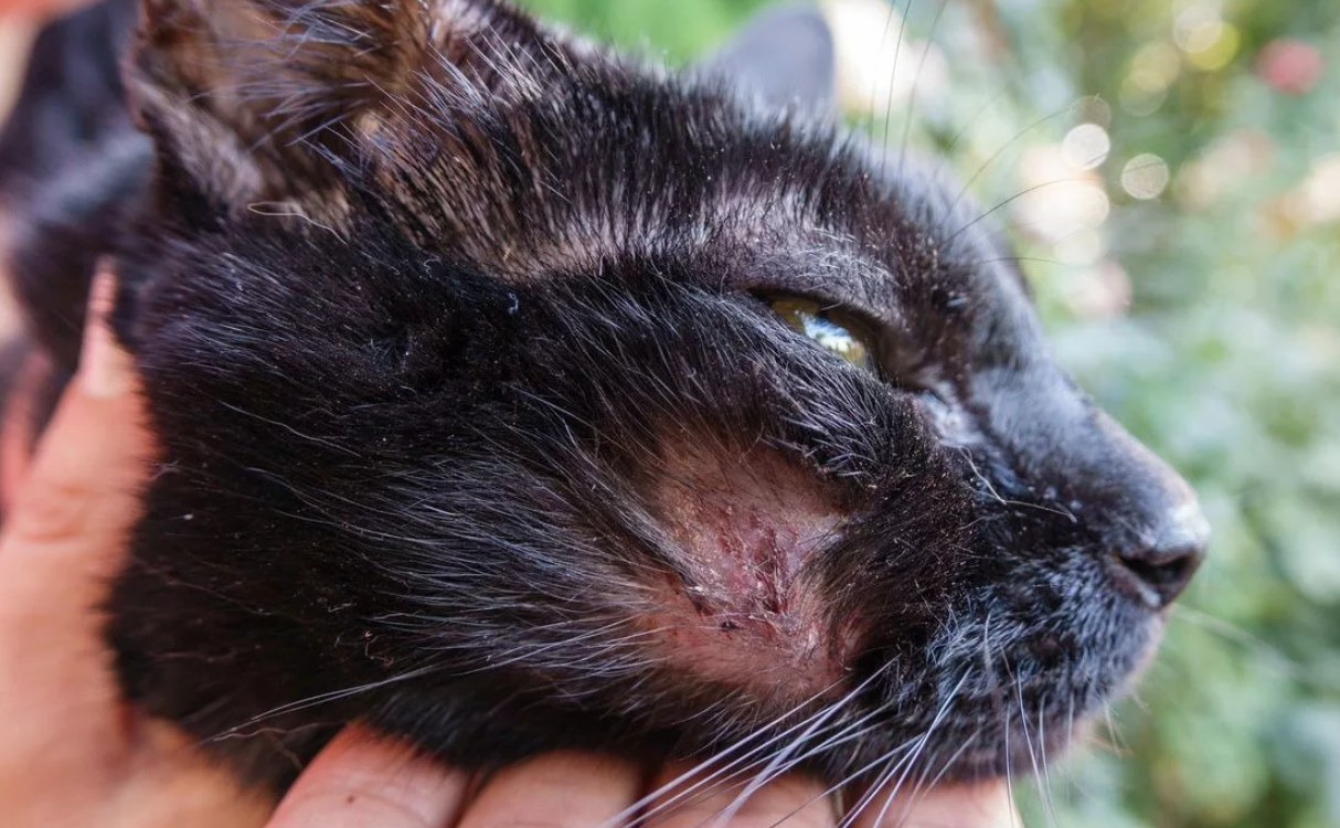 Клещи у кошек лечение фото Есть ли аллергия на кошек