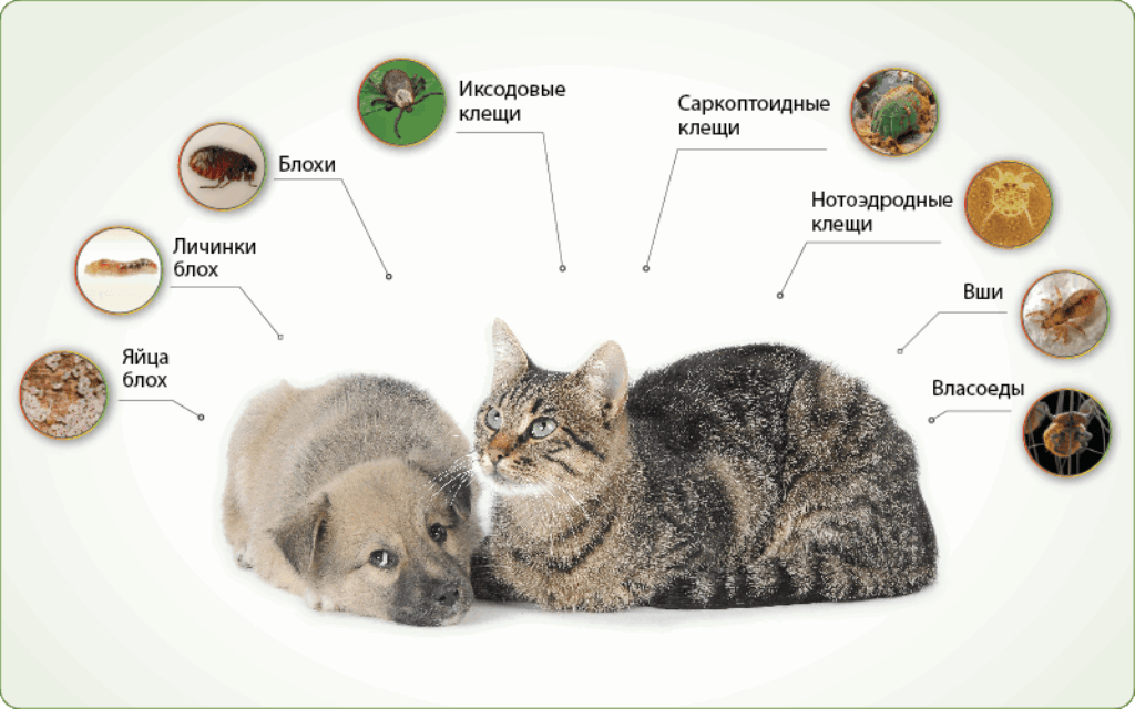 Клещи у кошек лечение фото Товары для кошек и котят. Купить с доставкой по Донецку и ДНР