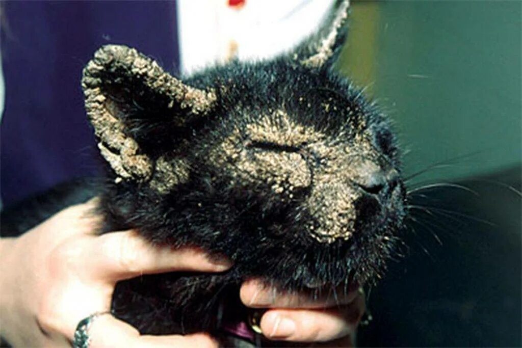 Клещи у кошек лечение фото Клещи у кошек и котов: фото, виды, симптомы и лечение