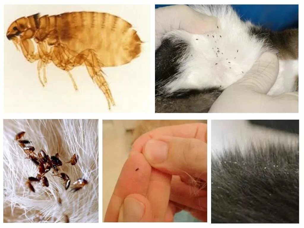 Клещи у кошек лечение фото Стронгхолд для кошек: инструкция по применению, отзывы