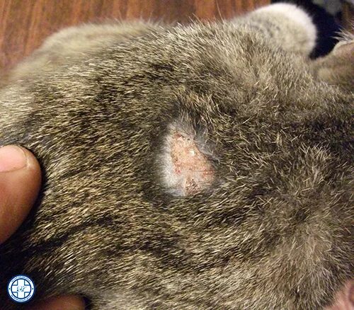 Клещи у кошек лечение фото Симптомы и лечение стригущего лишая у кошек в Нижнем Новгороде