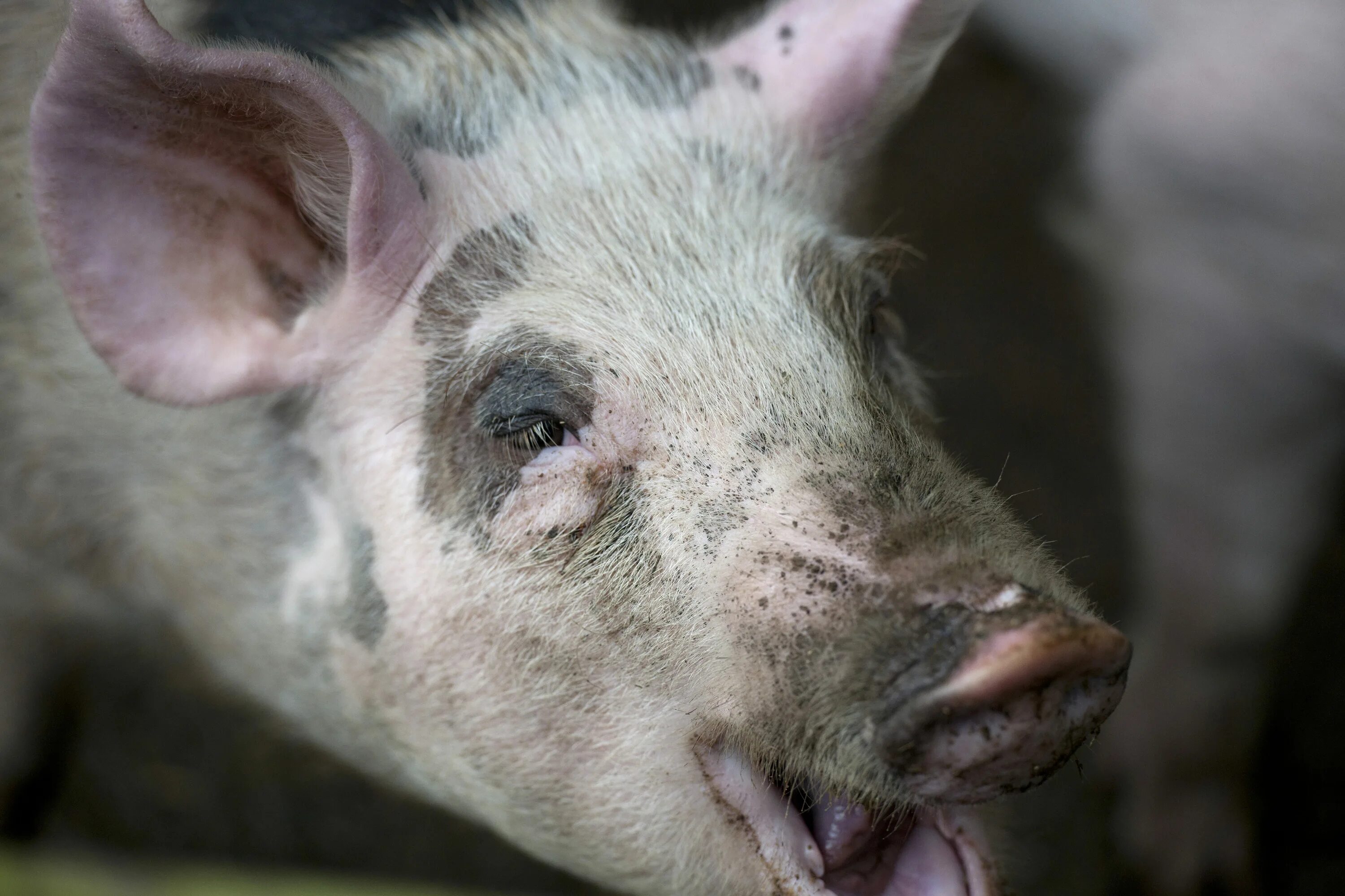 Клещи у поросят фото Sask. pork producers nervous about Russia’s food ban Globalnews.ca