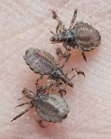 Клещи у поросят фото Hog lice - Haematopinus suis - BugGuide.Net