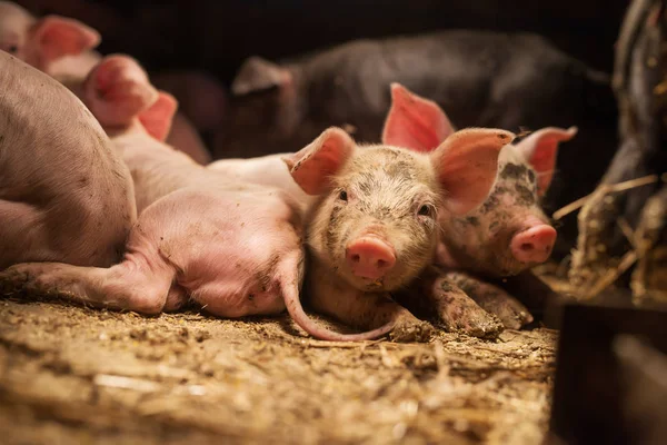 Клещи у поросят фото Breeding pigs Free Stock Photos, Images, and Pictures of Breeding pigs