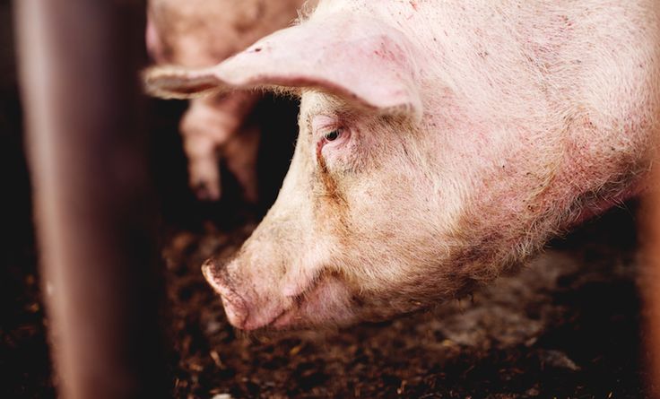 Клещи у поросят фото Are pigs people too? Here’s what the judge in the 'pig trial' said.